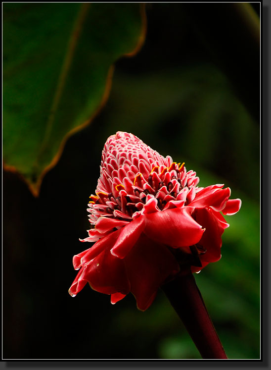 20070423-0515-Torch-Ginger