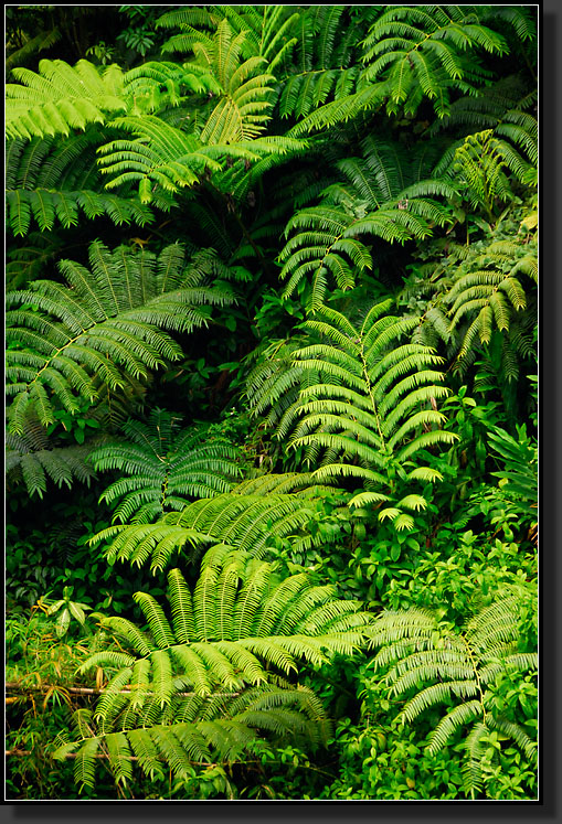 20070423-0519-Akaka-Falls-SP