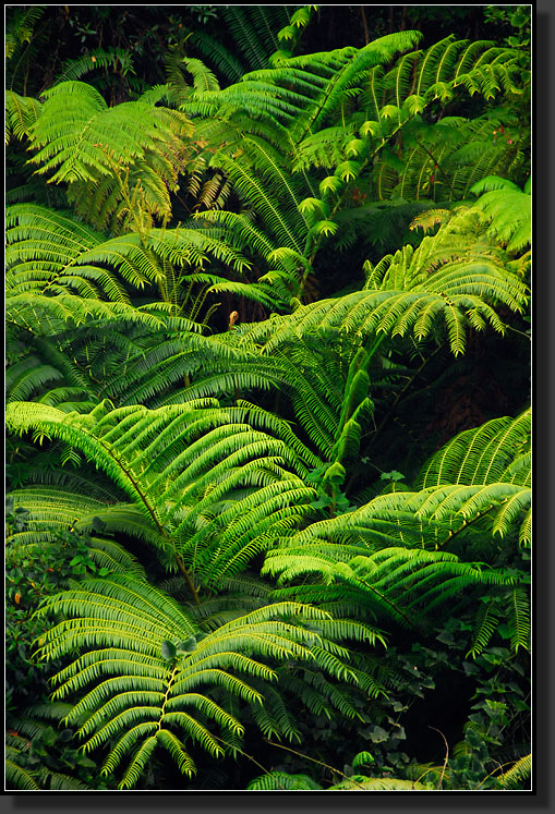 20070423-0520-Lush-Vegetation,-Loop-Trail,-Akaka-Falls-SP