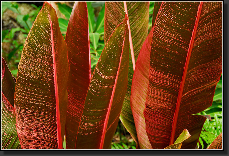 20070423-0523-Heliconia-Plant