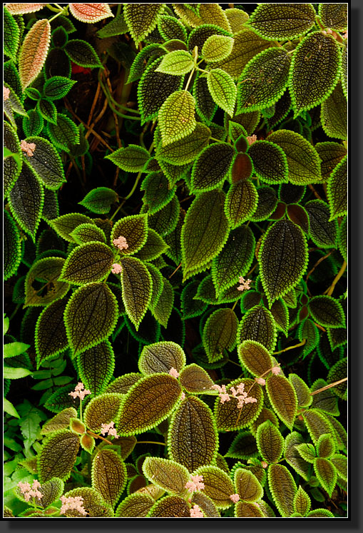 20070423-0529-Pilea