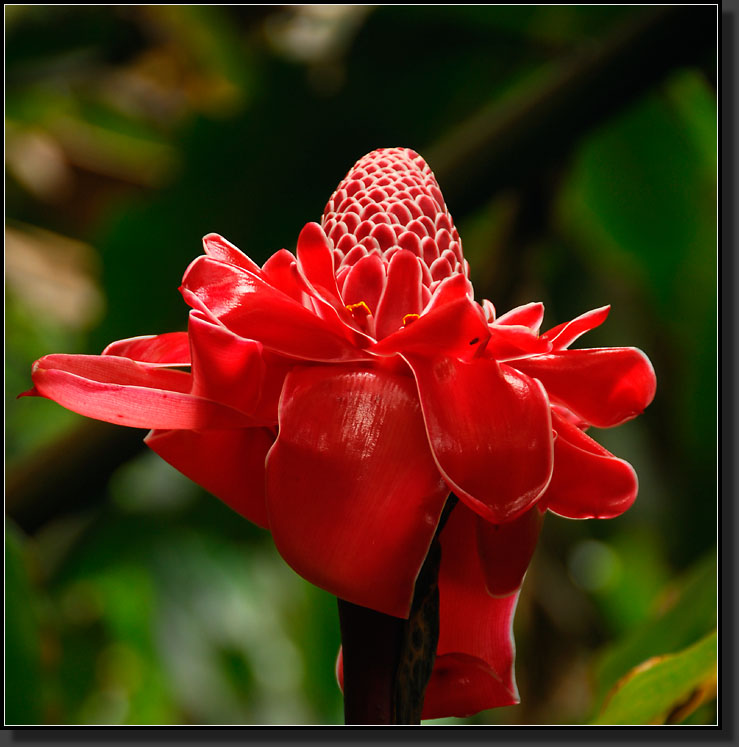 20070423-0548-Red-Torch-Ginger