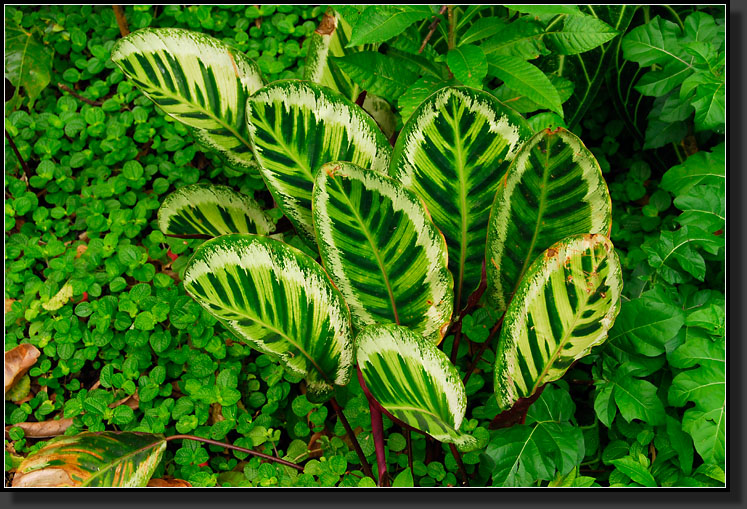 20070423-0549-Rose-Painted-Calathea