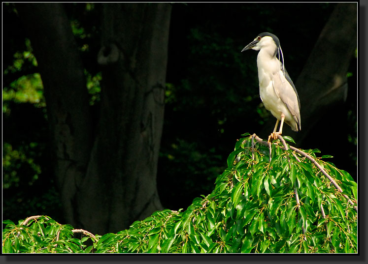 20070527-1109-Black-Crowned-Night-Heron-on-Weeping-Cherry