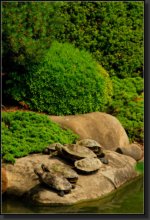 20070527-1117_Sunbathing_Painted_Turtles,_Japanese_Pond