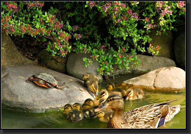 20070527-1130_Painted_Turtle_and_Mallard_Ducklings_Facing_Off