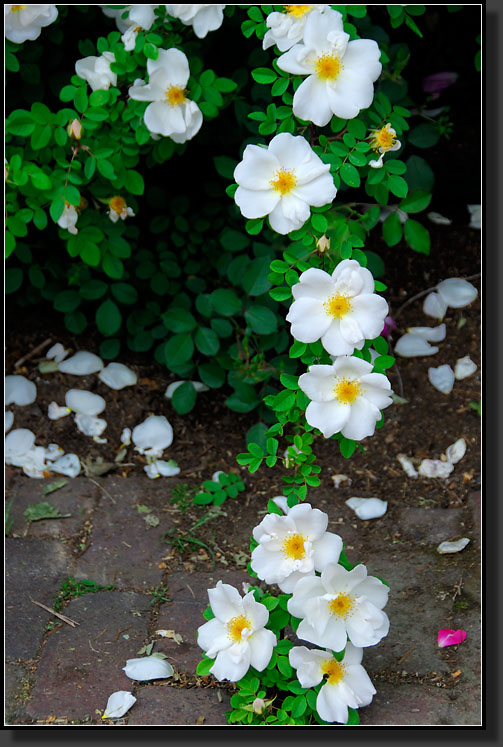 20070527-1148-Rose-'Starry-Night'