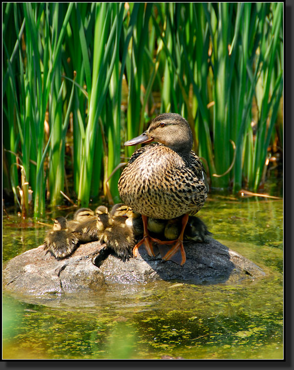 20070527-1155_Adult_Female_Mallard_With_Her_Duckling_Brood