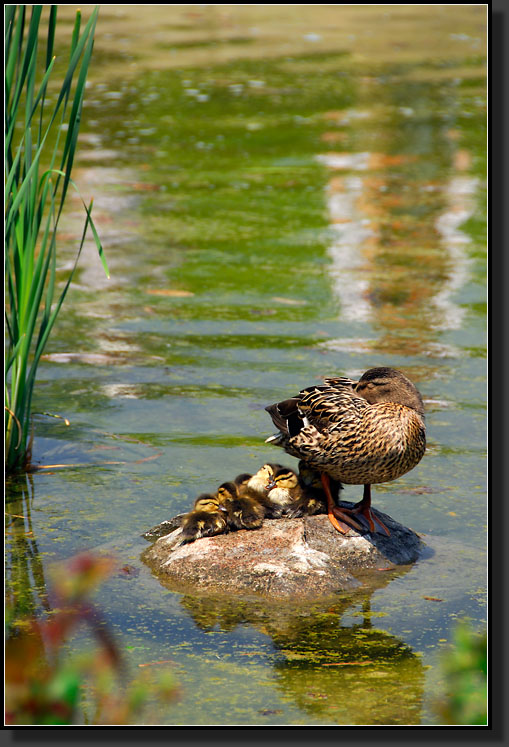 20070527-1158_Mallard_Ducklings_Hiding_Under_Their_Mother