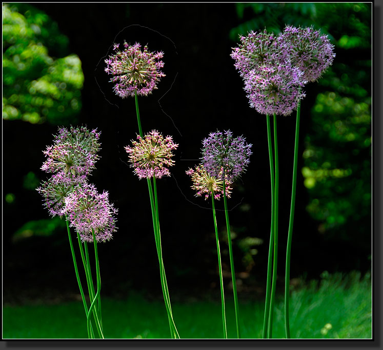 20070527-1169-Alium