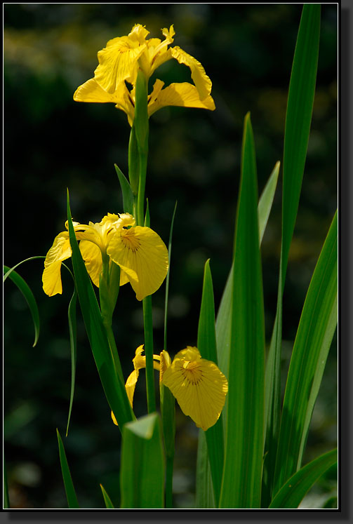 20070527-1172-Japanese_Iris_(Iris_Ensata)