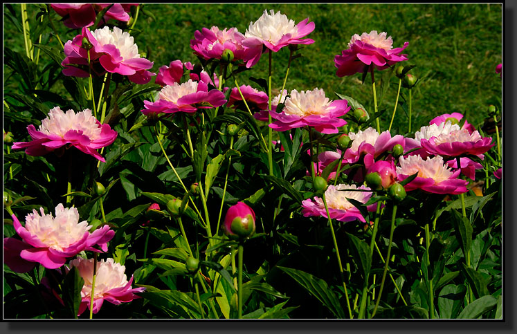 20070527-1173-Peony-'Gay-Paree'