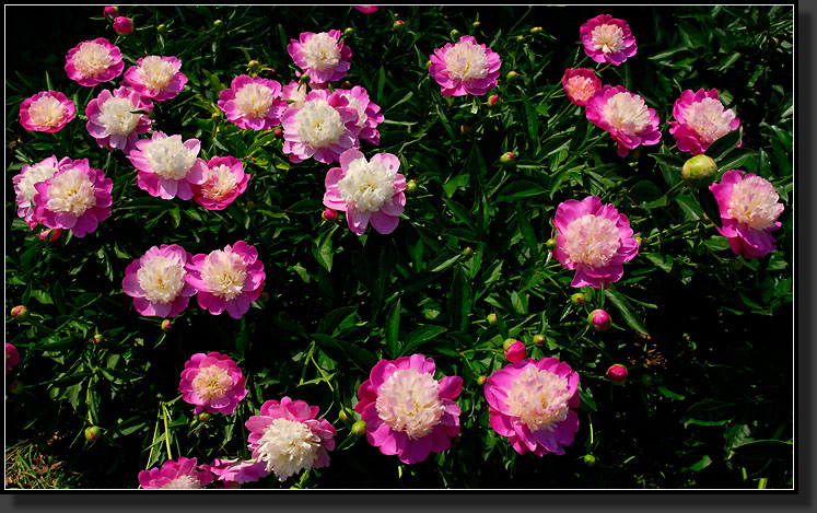 20070527-1174-Peony-'Gay-Paree'