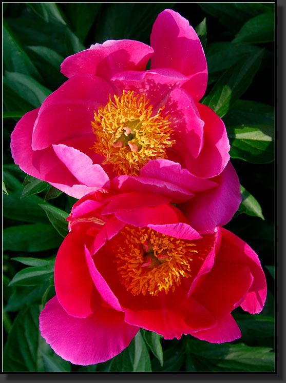 20070527-1178-Peony