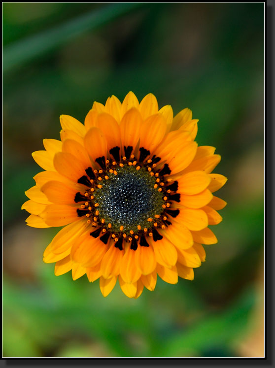 20070527-1184-Gazania