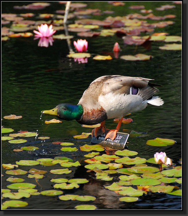 20070527-1201_Male_Mallard_Among_Water_Lily_Pads