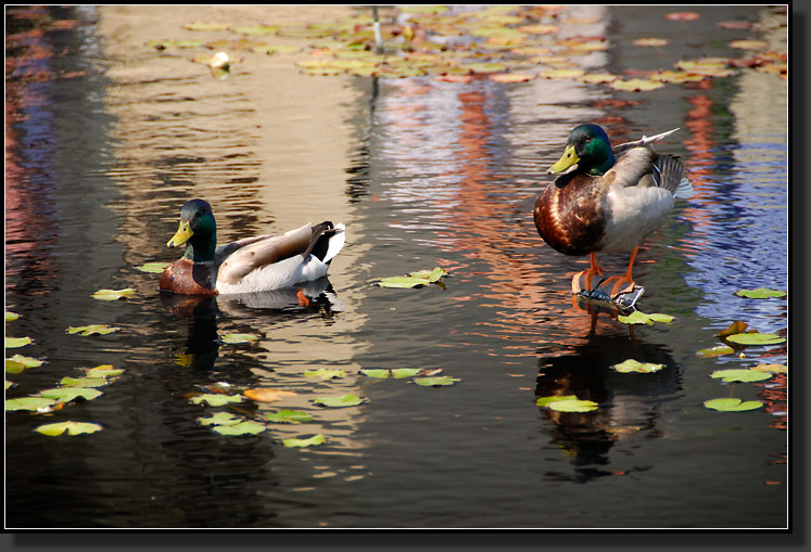 20070527-1206_Male_Mallards