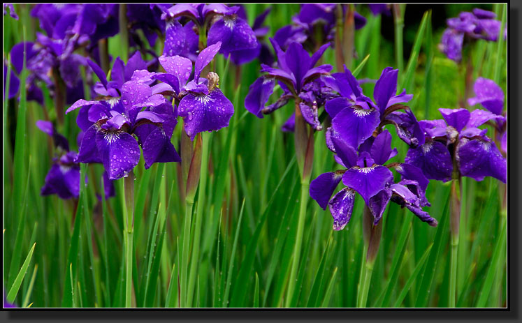 20070528-1234-Siberian-Iris