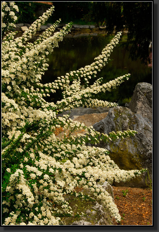 20070528-1235-Van-Houtte-Spiraea-(Spiraea-x-vanhouttei)