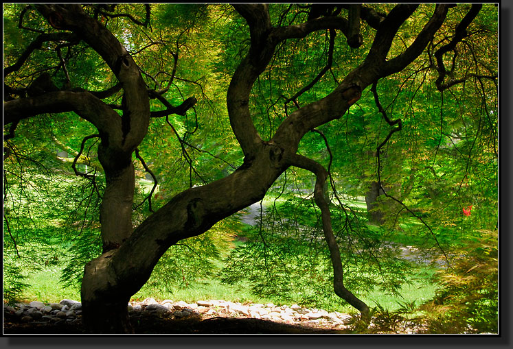 20070528-1242-Mature-Japanese-Maple