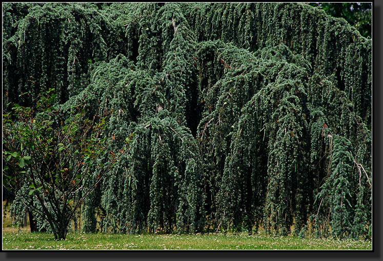 20070528-1244-Weeping-Blue-Atlas-Cedar-(Cedrus-atlantica-'Glauca-Pendula')