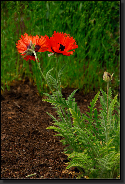 20070528-1251-Oriental-Poppies