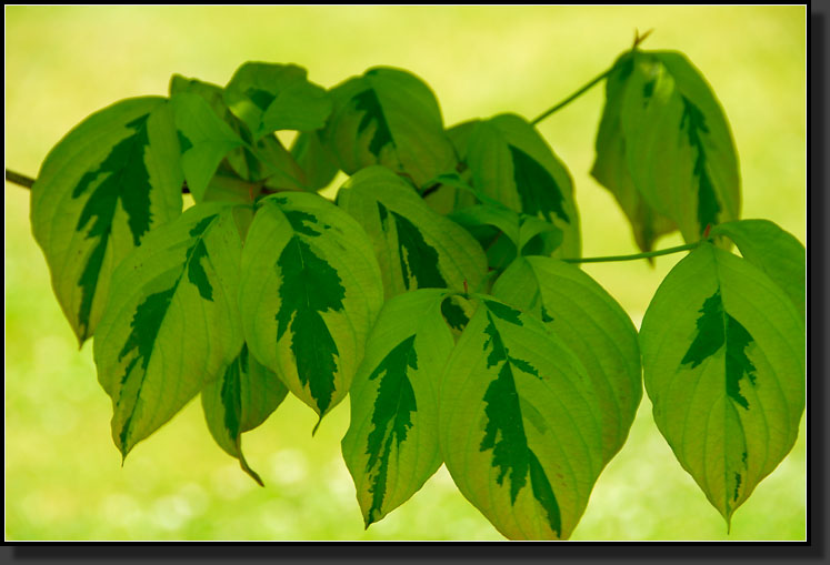 20070528-1261-Variegated-'Cherokee-Sunset'-Dogwood