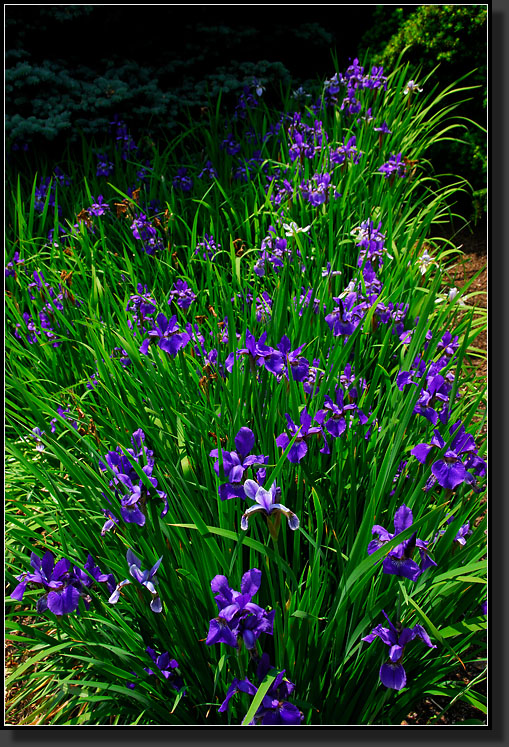 20070528-1267-Siberian-Iris