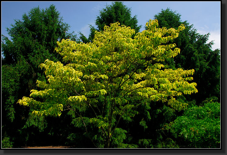 20070528-1268-Flowering-Dogwood-(Cornus-Florida)-'Cherokee-Sunset'