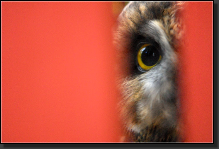 20071020-2910-Short-eared_Owl