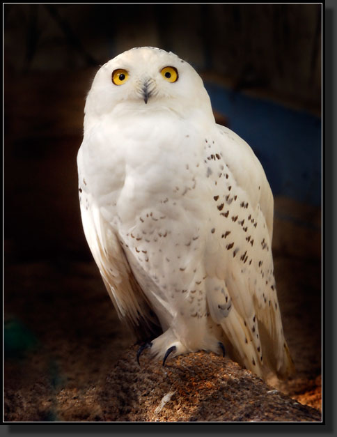 20071020-2920-Snowy-Owl