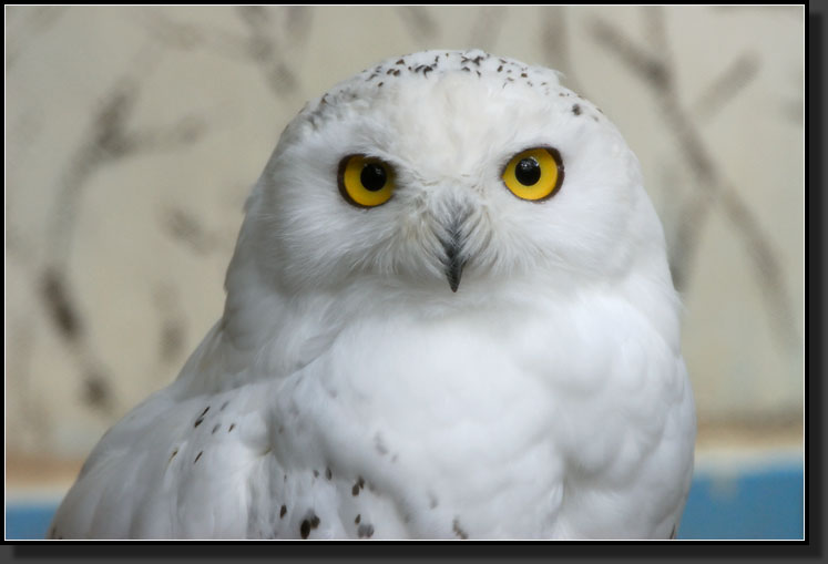 20071020-2922-Snowy_Owl