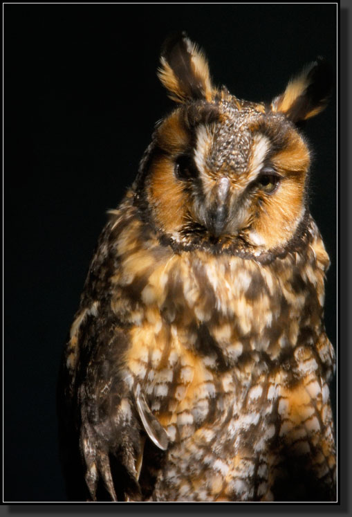 20071020-2943-Long-eared_Owl