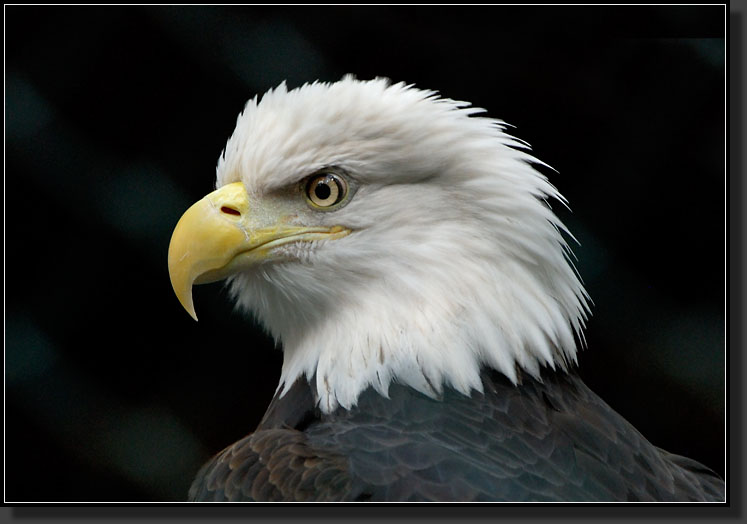 20071020-2955-Bald_Eagle