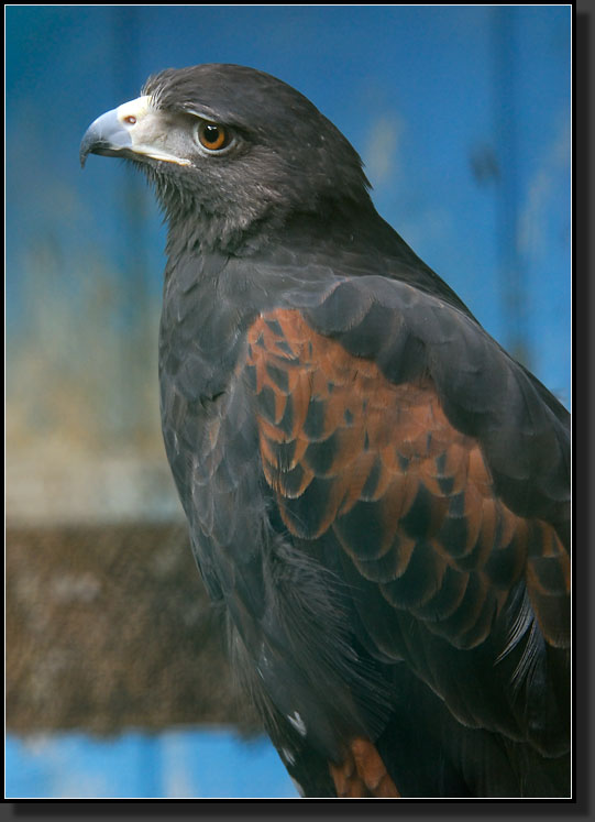 20071020-2957-Northern_Harris_Hawk