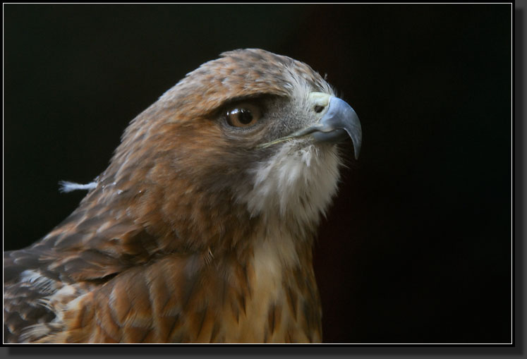 20071020-2961-Red-tailed-Hawk