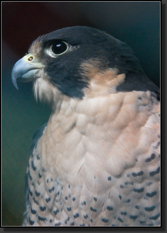 20071020-2964-Peregrine-Falcon