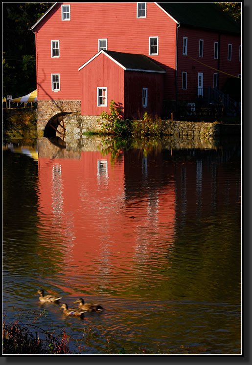 20071020-2845-Mallard_Ducks