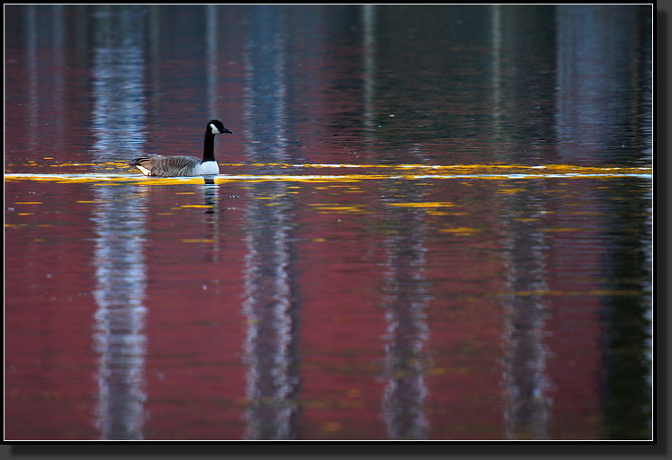 20071028-3203-Canada-Goose