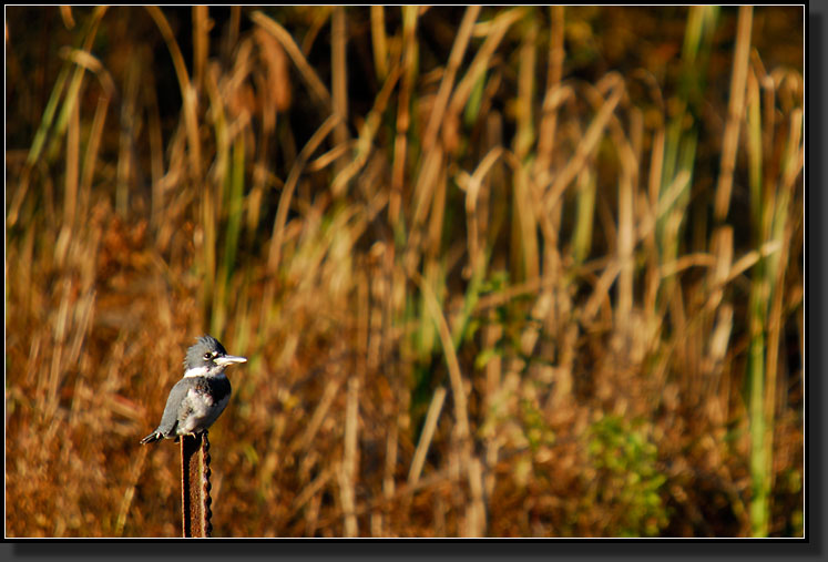 20071028-3229-Belted-Kingfisher