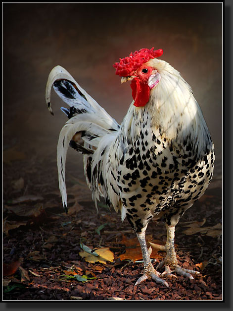 20071028-3320-Rooster_from_Cuttalossa_Farm