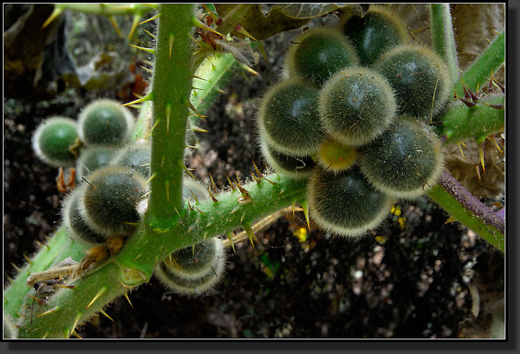 20071110-3463-Fruit_of_Naranjilla