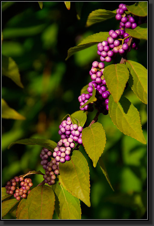 20071110-3501-Beautyberry