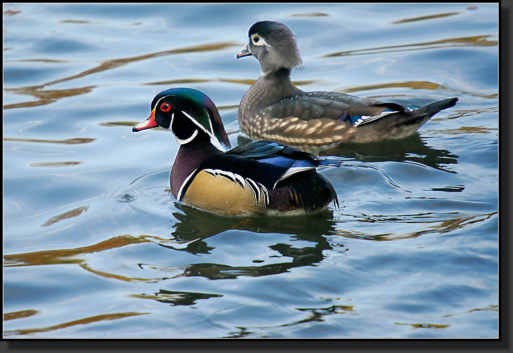 20071111-3653-Wood_Duck_Pair