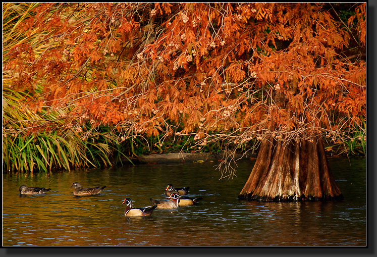 20071111-3659-Wood_Ducks