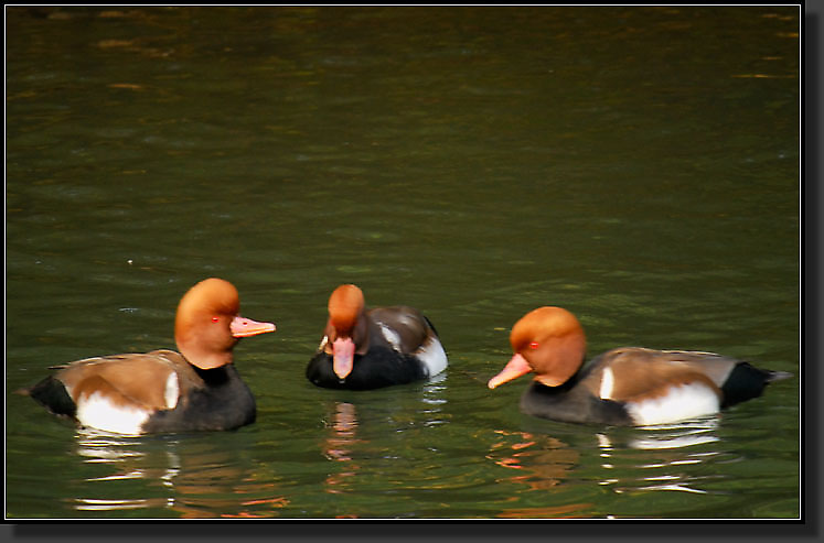 20071111-3698-Red-crested_Pochards