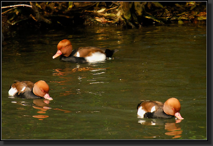 20071111-3711-Diving_Ducks