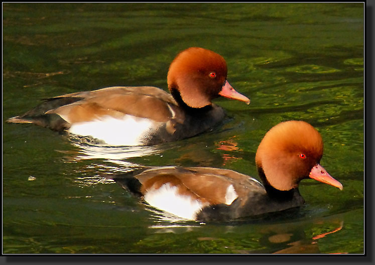 20071111-3712-1-Male_Red-crested_Pochards