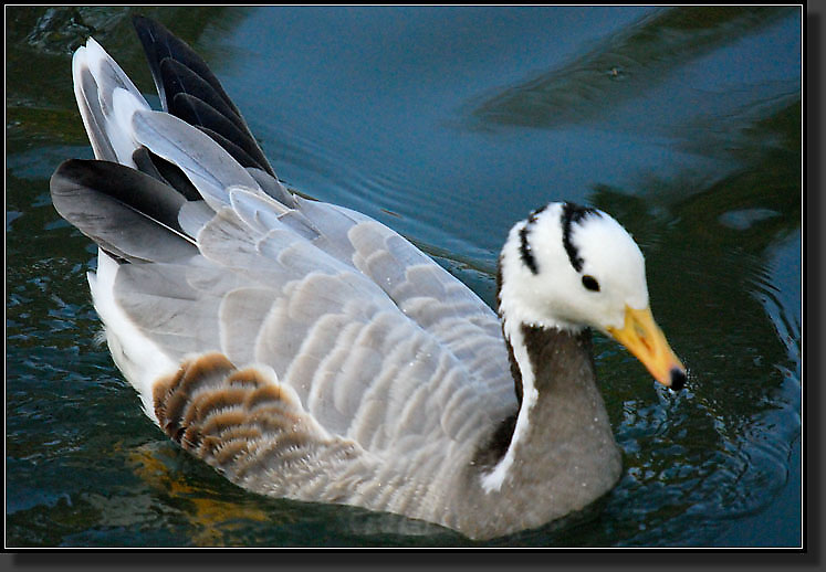 20071111-3720-Bar-headed_Goose