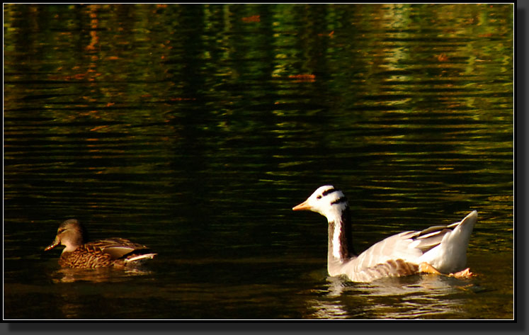 20071111-3727-Bar-headed_Goose